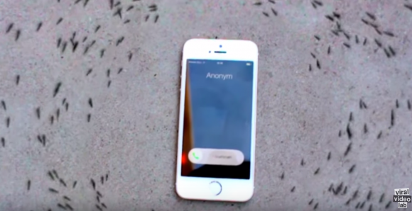 動画あり アリがiphoneの着信に反応してサークル上に動く不思議な映像 Iphone Mania