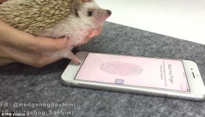 iphone touch id ハリネズミ