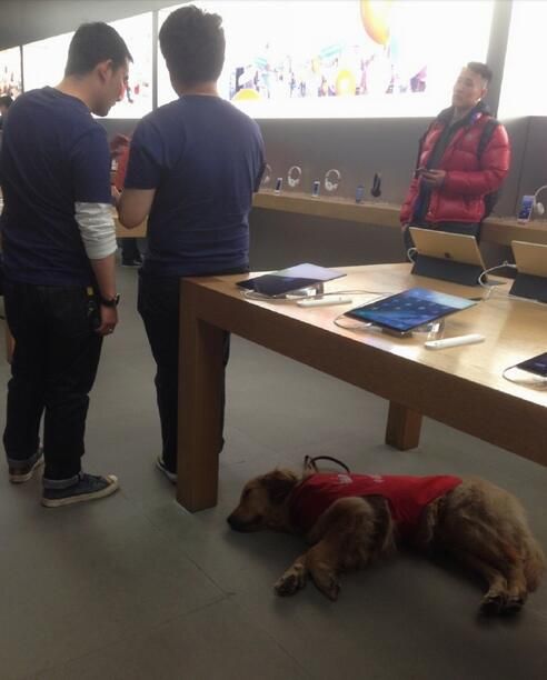 apple store 盲導犬