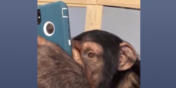チンパンジーがiphoneでinstagramをチェックする動画が話題 Iphone Mania