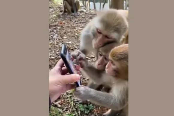 猿　スマートフォン