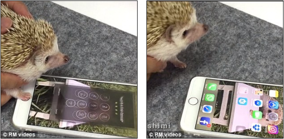 iphone touch id ハリネズミ