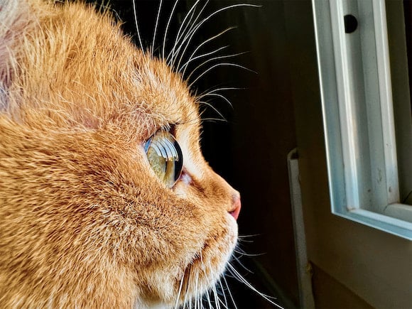 The Shot On iPhone Macro Challenge