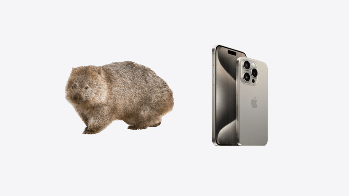 ウォンバット