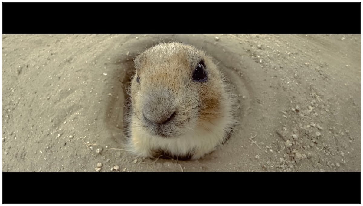 iPhone16 Pro カメラコントロール CM 「Snap-a-Mole」